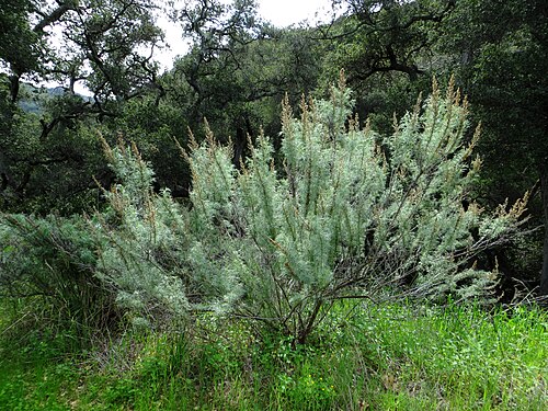 California sagebrush